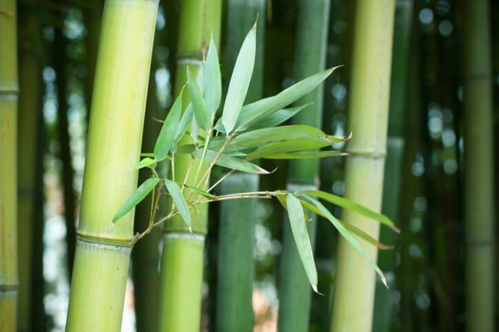 Beneficios de la tela de Bambu